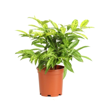 Cây trúc nữ hoàng bầu đất